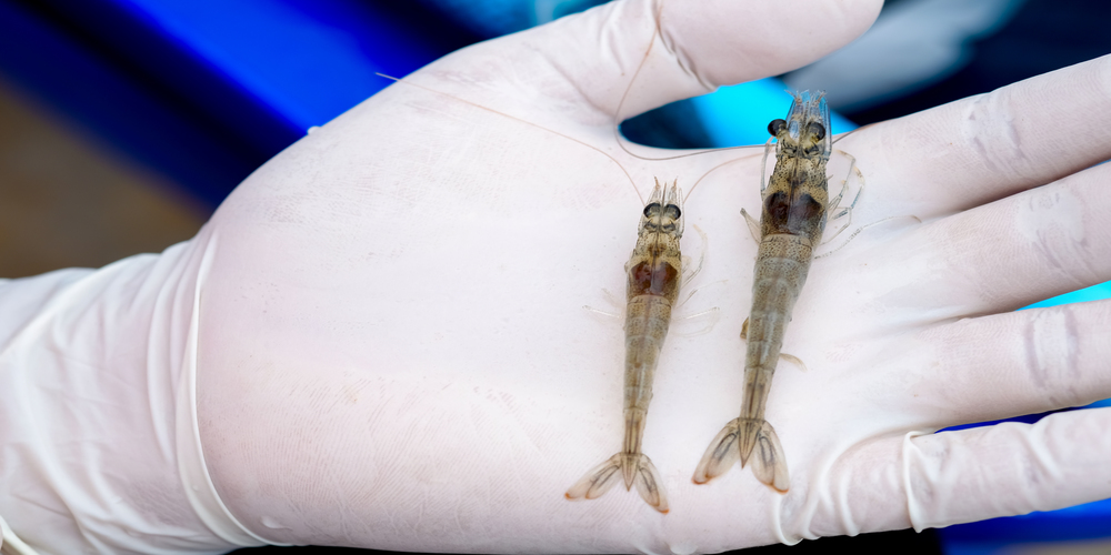 Diseases Affecting Shrimp Production