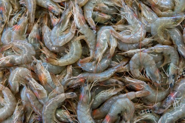Boosting Mexico’s shrimp aquaculture industry: seizing the opportunity.
