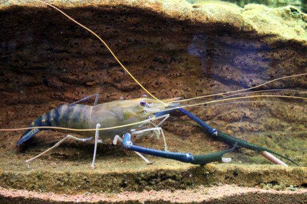 Freshwater farming: freshwater prawns vs marine shrimp II.