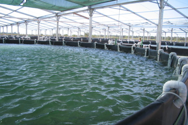 Sustainable Shrimp Aquaculture Management Techniques: Recirculating Aquaculture Systems
