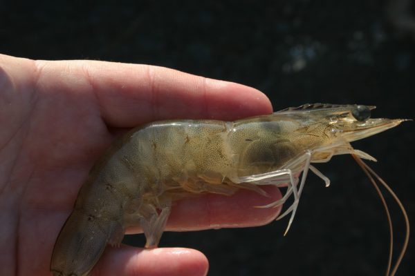 Sustainable Shrimp Aquaculture Management Techniques: Bio-RAS
